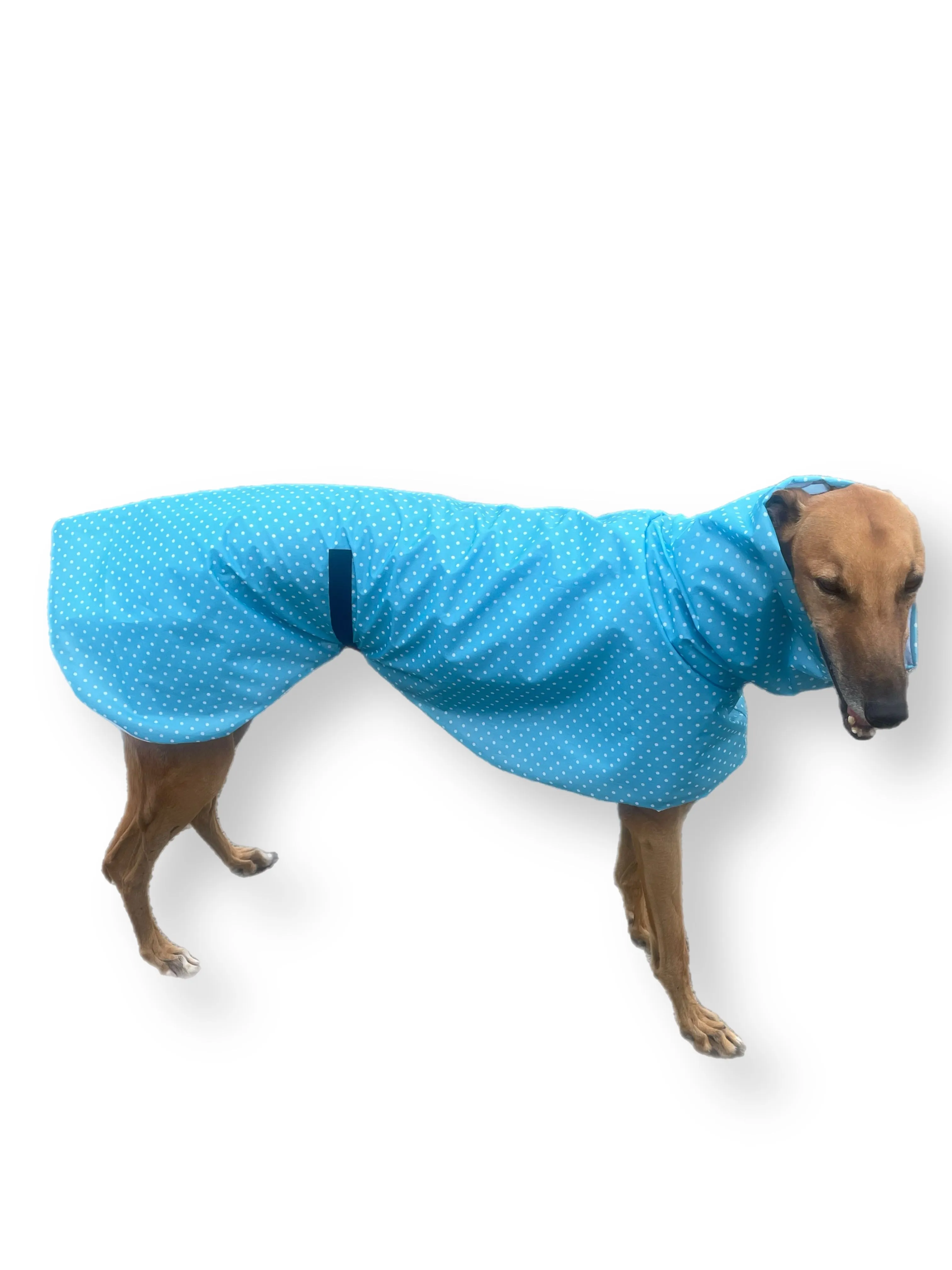 Light, bright blue with white spots Greyhound coat deluxe style, summer rainwear, washable