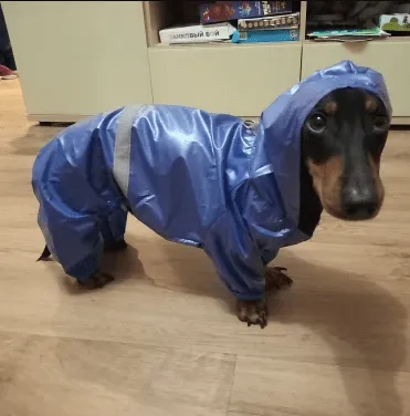 Reflective Dachshund Raincoat