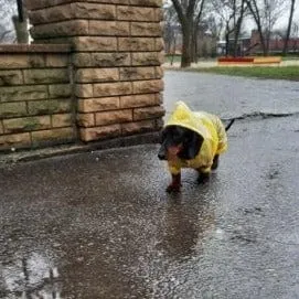 Reflective Dachshund Raincoat