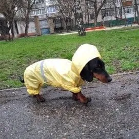 Reflective Dachshund Raincoat